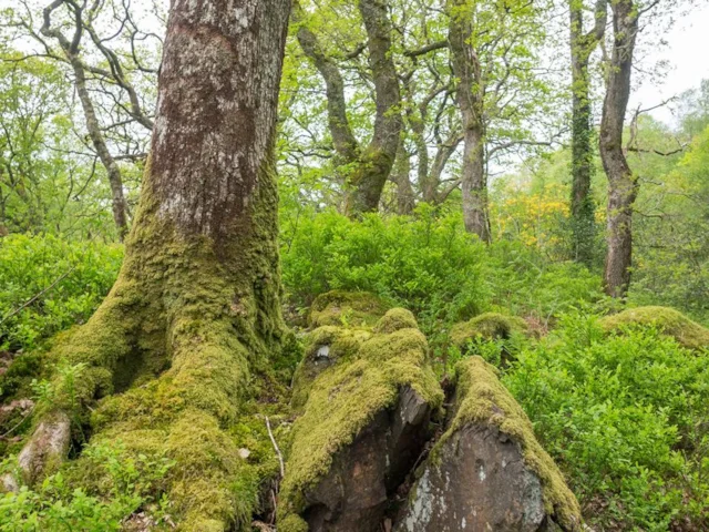 Visits to woodlands like this one in Wales help bolster our spirits and health. Photo: James Petts (commons.wikimedia.org). Visits to woodlands like this one in Wales help bolster our spirits and health. Photo: James Petts (commons.wikimedia.org).
