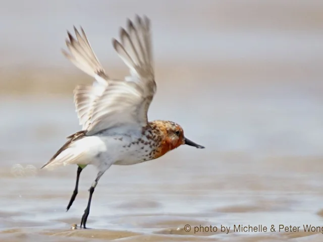 While numbers of Spoon-billed Sandpiper appear to be more than feared, it is still very much under the threat of extinction. Photo: Michelle and Peter Wong. While numbers of Spoon-billed Sandpiper appear to be more than feared, it is still very much under the threat of extinction. Photo: Michelle and Peter Wong.