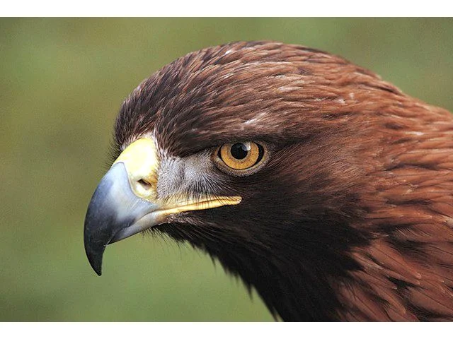 While raptor poisonings are down, crimes against birds of prey such as Golden Eagle are still a problem in Scotland. Photo by Bill Paton (www.rspb-images.com). While raptor poisonings are down, crimes against birds of prey such as Golden Eagle are still a problem in Scotland. Photo by Bill Paton (www.rspb-images.com).