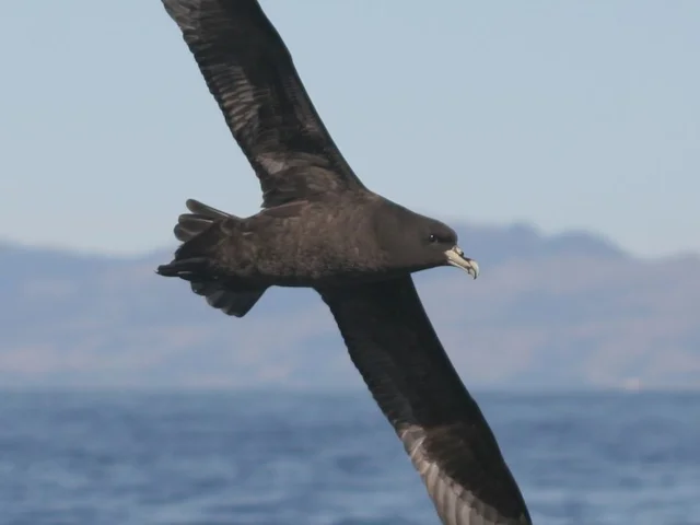 White-chinned Petrel has been one of the species suffering from long-line and trawling by-catch in Namibia. Photo: Mjobling (commons.wikimedia.org). White-chinned Petrel has been one of the species suffering from long-line and trawling by-catch in Namibia. Photo: Mjobling (commons.wikimedia.org).