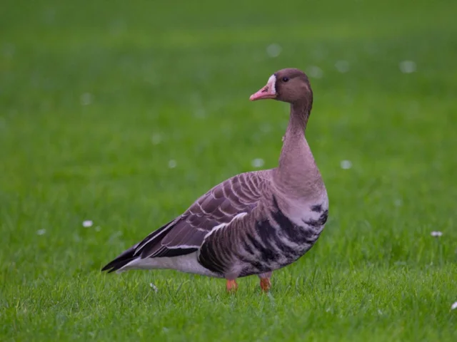 White-fronted Goose is one of the species that visitors are getting exceptional views of due to the high tides at Slimbridge WWT. Photo: Andreas Trepte (commons.wikimedia.org). White-fronted Goose is one of the species that visitors are getting exceptional views of due to the high tides at Slimbridge WWT. Photo: Andreas Trepte (commons.wikimedia.org).