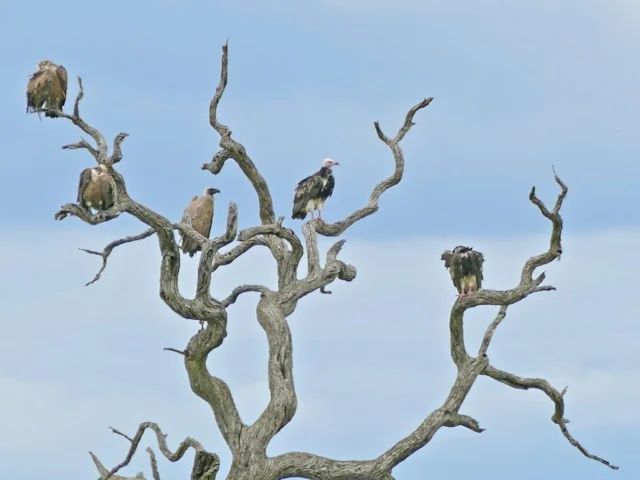 White-headed Vulture (second from right) with African White-backed Vultures; both species are now gravely endangered after a rapid decline. Photo: Bernard Dupont (commons.wikimedia.org). White-headed Vulture (second from right) with African White-backed Vultures; both species are now gravely endangered after a rapid decline. Photo: Bernard Dupont (commons.wikimedia.org).