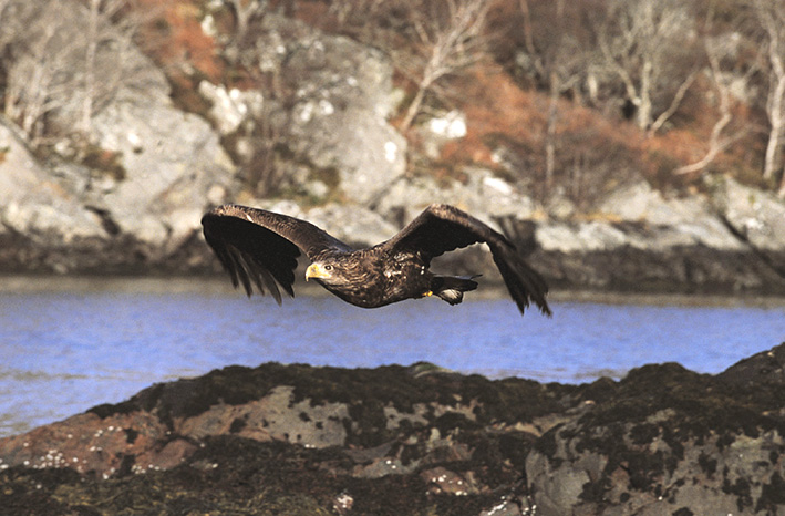 White-tailed Eagle
