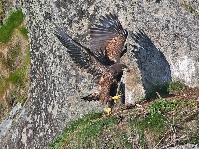 White-tailed Eagles from Norway have been used to establish our naturalised population, but the eastward spread in Scotland seems to have met criminal resistance. Photo: Littleisland lighthouse commons.wikimedia.org White-tailed Eagles from Norway have been used to establish our naturalised population, but the eastward spread in Scotland seems to have met criminal resistance. Photo: Littleisland lighthouse commons.wikimedia.org