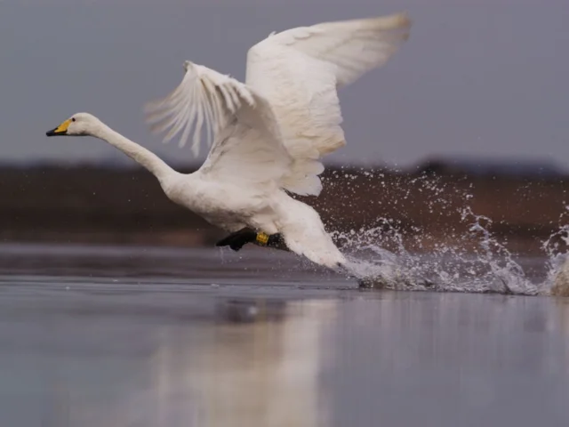Whooper Swan has had the number of its collisions with power lines cut by 50 per cent by the new bird diverters at Martin Mere WWT. Photo: Richard Taylor-Jones (WWT). Whooper Swan has had the number of its collisions with power lines cut by 50 per cent by the new bird diverters at Martin Mere WWT. Photo: Richard Taylor-Jones (WWT).