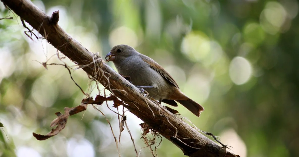String pulling birds of Barbados - BirdGuides