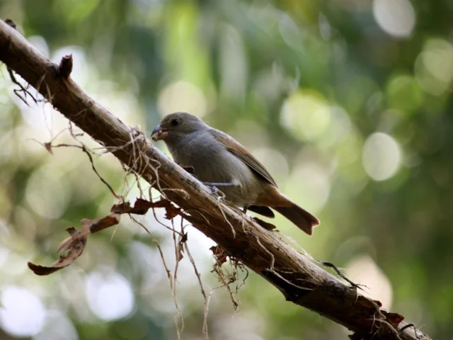 Wild Barbados Bullfinches, as seen here at Barbados Wildlife Reserve, are known for their opportunism and adaptability. Photo: Postdlf (commons.wikimedia.org). Wild Barbados Bullfinches, as seen here at Barbados Wildlife Reserve, are known for their opportunism and adaptability. Photo: Postdlf (commons.wikimedia.org).