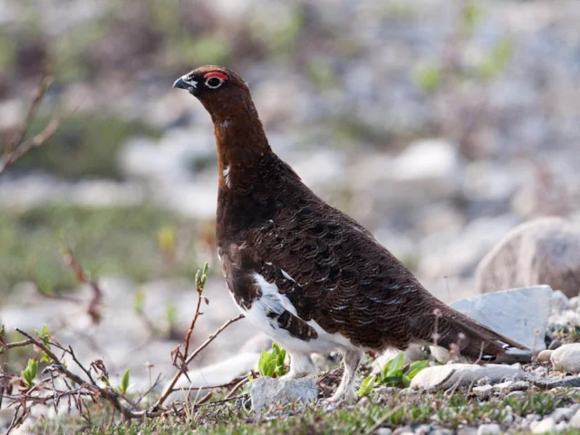 Willow Ptarmigan is one of many upland species predicted to become extinct in the southern parts of their ranges and global warming increases. Photo: Peter Wilton (commons.wikimedia.org). Willow Ptarmigan is one of many upland species predicted to become extinct in the southern parts of their ranges and global warming increases. Photo: Peter Wilton (commons.wikimedia.org).