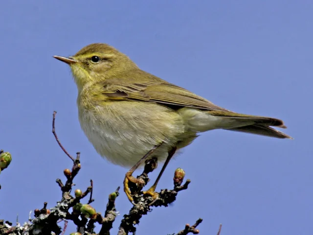 Willow Warbler is now arriving much later in spring than it did 60 years ago. Photo: Aviceda (commons.wikimedia.org). Willow Warbler is now arriving much later in spring than it did 60 years ago. Photo: Aviceda (commons.wikimedia.org).