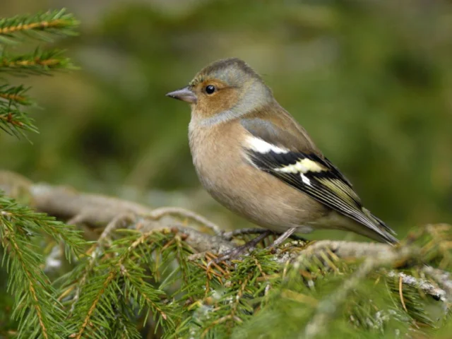 Will the numbers of Chaffinch, once Britain's commonest bird, have increased or decreased? Remember to log your count to help find out. Photo: Ray Kennedy (rspb-images.com) Will the numbers of Chaffinch, once Britain's commonest bird, have increased or decreased? Remember to log your count to help find out. Photo: Ray Kennedy (rspb-images.com)