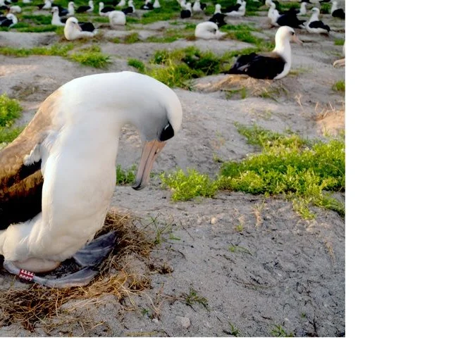 Wisdom the Laysan Albatross makes its nest again on mid-Pacific Midway Atoll, now part of a national park. Photo: USFWS. Wisdom the Laysan Albatross makes its nest again on mid-Pacific Midway Atoll, now part of a national park. Photo: USFWS.