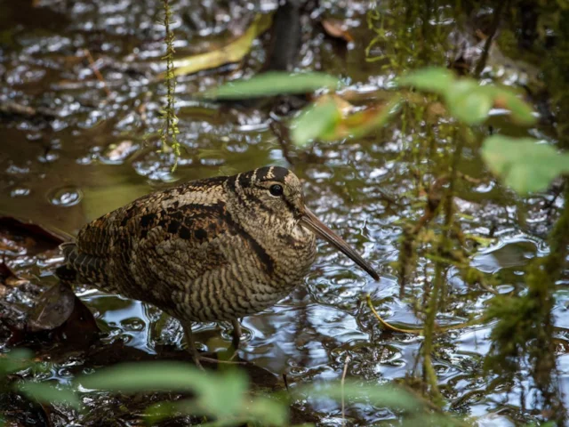 Woodcock is a cryptically camouflaged inland wader, becomes much more obvious when it appears in urban environments. Photo: Jason Thompson (commons.wikimedia.org). Woodcock is a cryptically camouflaged inland wader, becomes much more obvious when it appears in urban environments. Photo: Jason Thompson (commons.wikimedia.org).