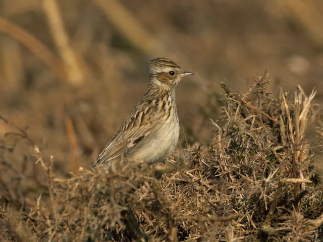 Woodlark has achieved a much-need population boost from the RSPB's heathland restoration work. Photo: Steve Young (www.birdsonfilm.com). Woodlark has achieved a much-need population boost from the RSPB's heathland restoration work. Photo: Steve Young (www.birdsonfilm.com).