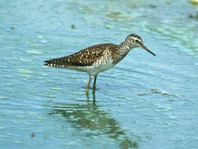 Wood Sandpiper is a frequent visitor to the Flow Country on passage.Photo: Steve Young (www.birdsonfilm.com). Wood Sandpiper is a frequent visitor to the Flow Country on passage.Photo: Steve Young (www.birdsonfilm.com).