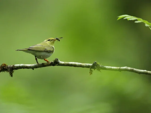 Wood Warbler has suffered a 66 per cent decline since 1995, but scientists are still trying to work out the causes of this. Photo: Andy Hay (www.rspb-images.com). 1 Wood Warbler has suffered a 66 per cent decline since 1995, but scientists are still trying to work out the causes of this. Photo: Andy Hay (www.rspb-images.com). 1