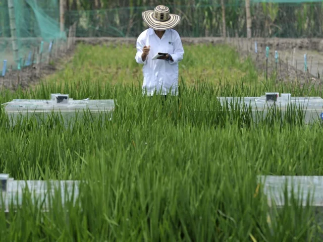 Work at the International Centre for Tropical Agriculture's headquarters in Colombia to measure the greenhouse gas emissions of rice production, a project funded by the Japanese International Co-operation Agency. Photo: CIAT (commons.wikimedia.org). Work at the International Centre for Tropical Agriculture's headquarters in Colombia to measure the greenhouse gas emissions of rice production, a project funded by the Japanese International Co-operation Agency. Photo: CIAT (commons.wikimedia.org).