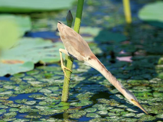 Yellow Bittern is a familiar sight across southern Asia, but a newly-discovered colony in Egypt on the Red Sea coast has come as some surprise to ornithologists. Photo: Cp9asngf xommons.wikimedia.org Yellow Bittern is a familiar sight across southern Asia, but a newly-discovered colony in Egypt on the Red Sea coast has come as some surprise to ornithologists. Photo: Cp9asngf xommons.wikimedia.org