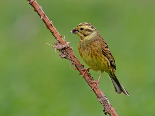 Yellowhammer has continued its decline in numbers despite wildlife-friendly farm payments. Photo: Tom Marshall (rspb-images.com) Yellowhammer has continued its decline in numbers despite wildlife-friendly farm payments. Photo: Tom Marshall (rspb-images.com)