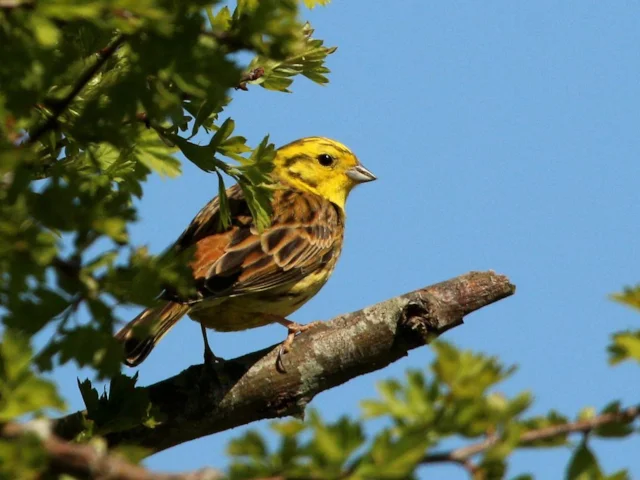 Yellowhammer has suffered one of the swiftest declines among farmland birds, and the cause is widely thought to be partly due to the intensification of agriculture. Photo: Charlesjsharp (commons.wikimedia.org). Yellowhammer has suffered one of the swiftest declines among farmland birds, and the cause is widely thought to be partly due to the intensification of agriculture. Photo: Charlesjsharp (commons.wikimedia.org).