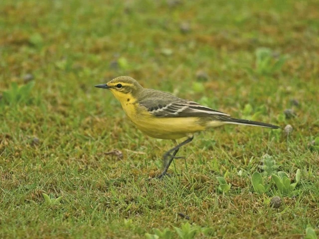 Yellow Wagtail is one of many species that have declined in the last few decades. Photo: Steve Young (www.birdsonfilm.com). Yellow Wagtail is one of many species that have declined in the last few decades. Photo: Steve Young (www.birdsonfilm.com).