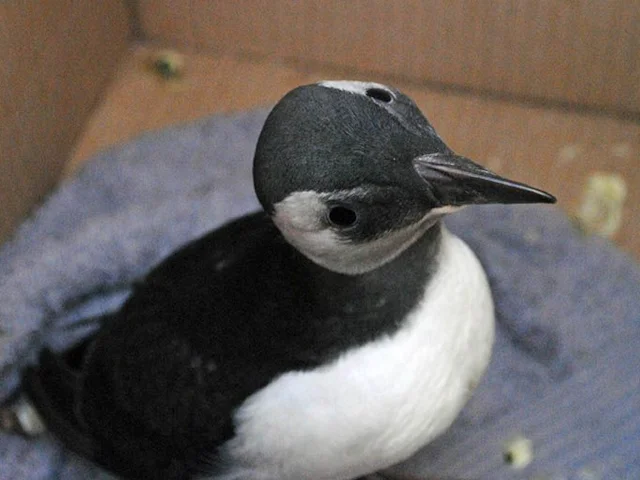Young Puffins are leaving their burrows at this time of year and can become lost. Polly was rescued by a team from the Scottish Seabird Centre and Scottish SPCA. Photo courtesy of the Scottish Seabird Centre. Young Puffins are leaving their burrows at this time of year and can become lost. Polly was rescued by a team from the Scottish Seabird Centre and Scottish SPCA. Photo courtesy of the Scottish Seabird Centre.
