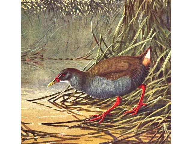 Zapata Rail painted by artist Allan Brooks when the species was still plentiful in the 1920s. Image: commons.wikimedia.org. Zapata Rail painted by artist Allan Brooks when the species was still plentiful in the 1920s. Image: commons.wikimedia.org.