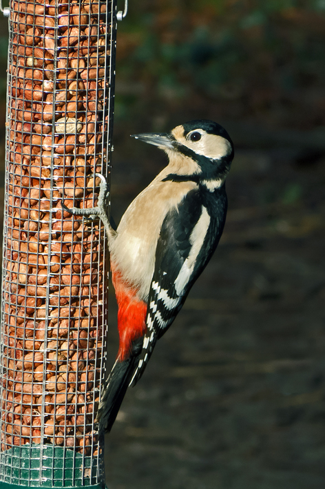 Great Spotted Woodpecker by Steve Young