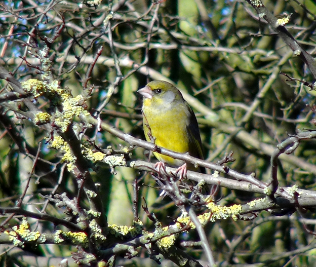 Greenfinch