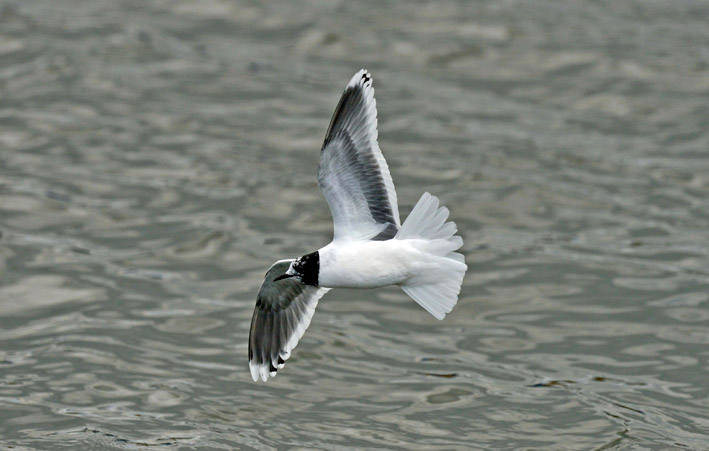 Little Gull by Steve Young