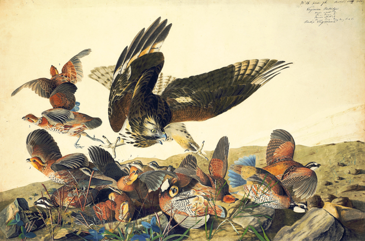 Plate 30 Northern Bobwhite and Red-shouldered Hawk