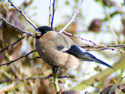 Northern Bullfinch