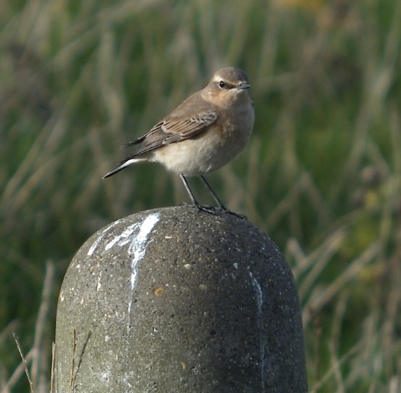 Northern Wheatear unenhanced