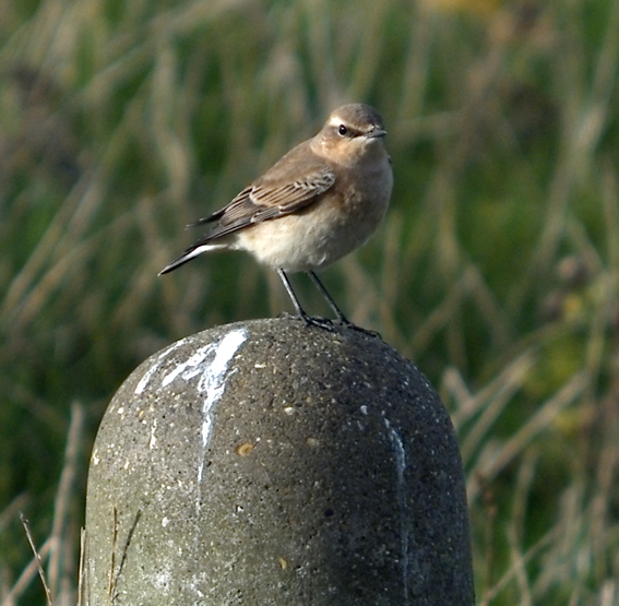 Northern Wheatear enhanced