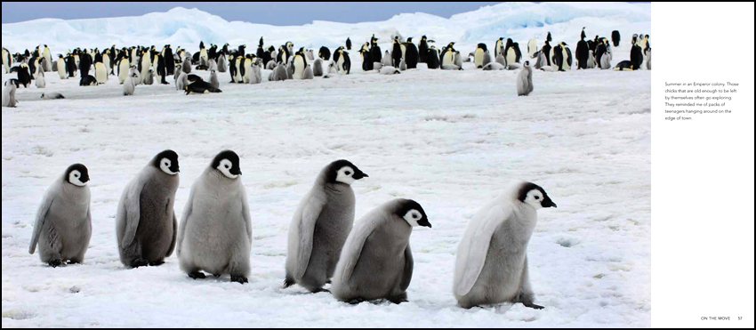 Summer at an Emperor Penguin colony.