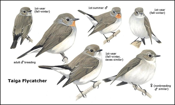 Taiga Flycatcher, Rare Birds of North America