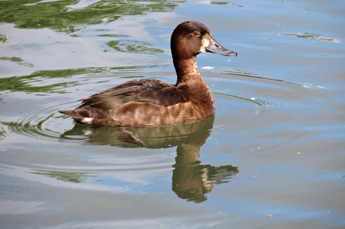 Tufted Duck