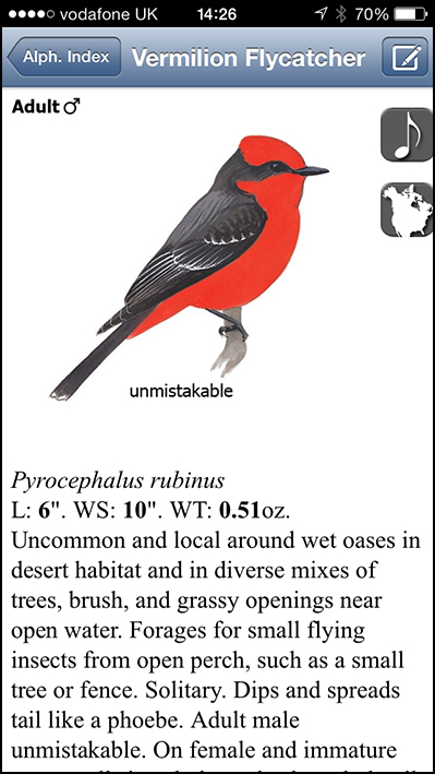 Vermillion Flycatcher on the Sibley app