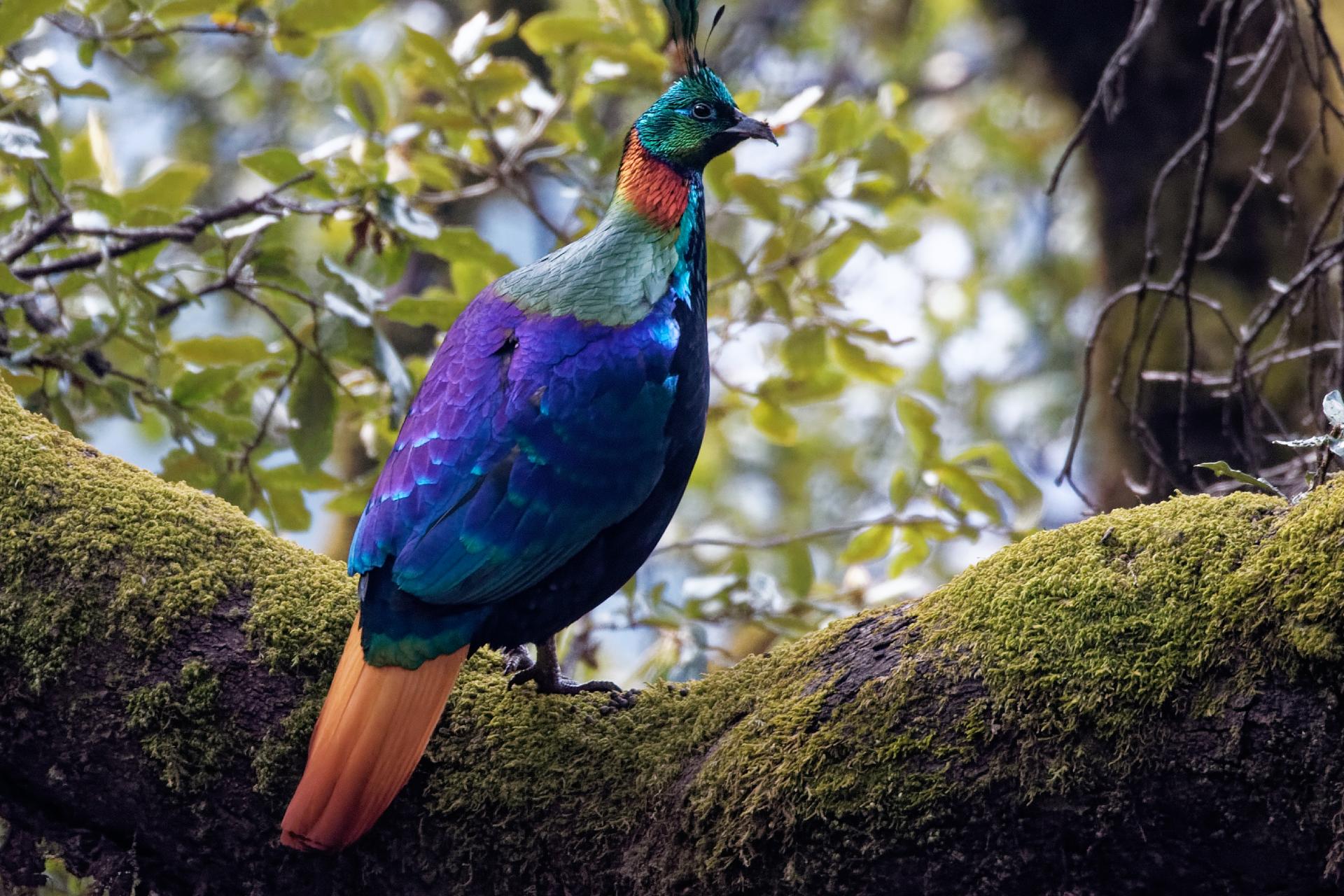 Birding the Himalayan foothills: part one - BirdGuides Birding the Himalayan foothills: part one - BirdGuides