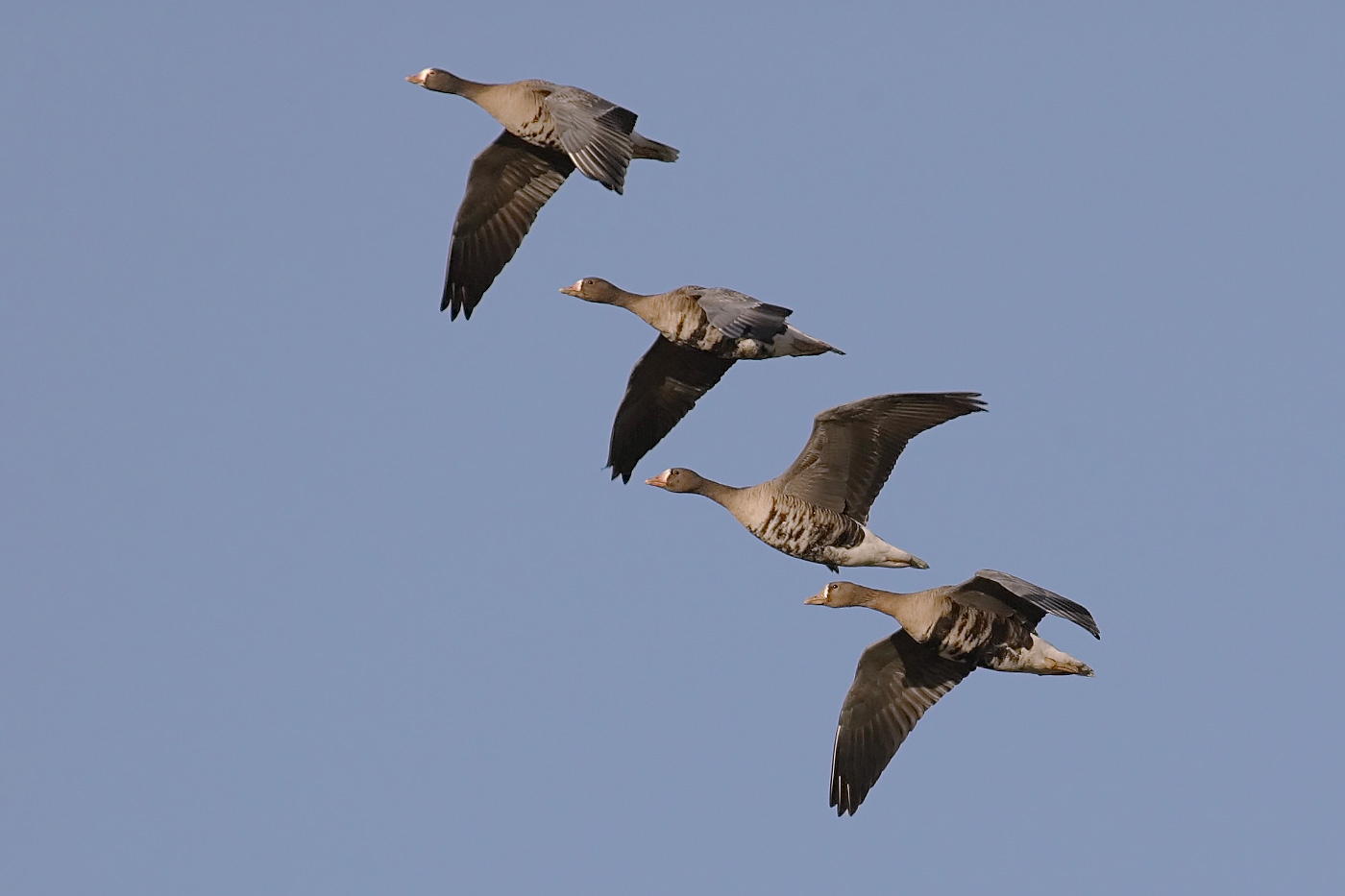 Lesser canada goose migration cheap
