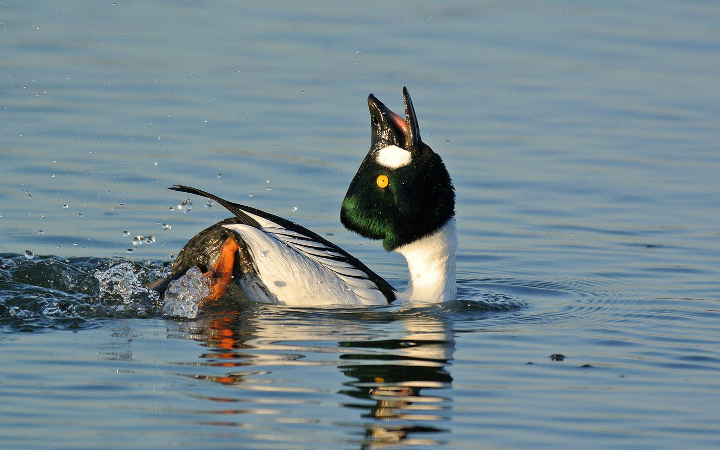 Goldeneye, Diving Duck, Wintering & Migration