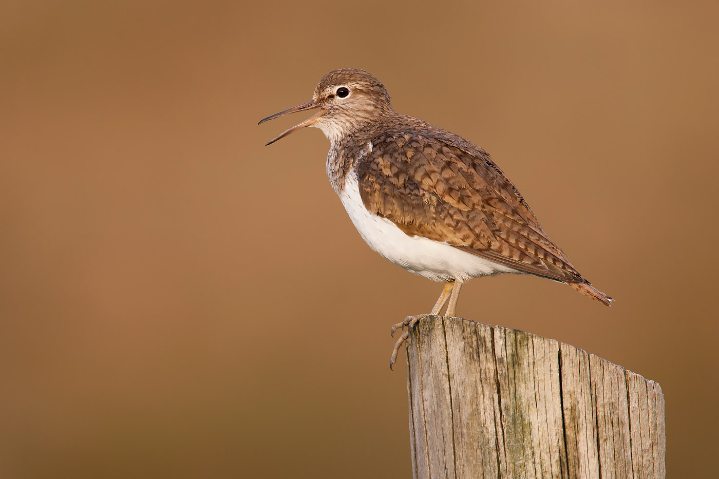 Common, Spotted and Terek Sandpipers photo ID guide BirdGuides