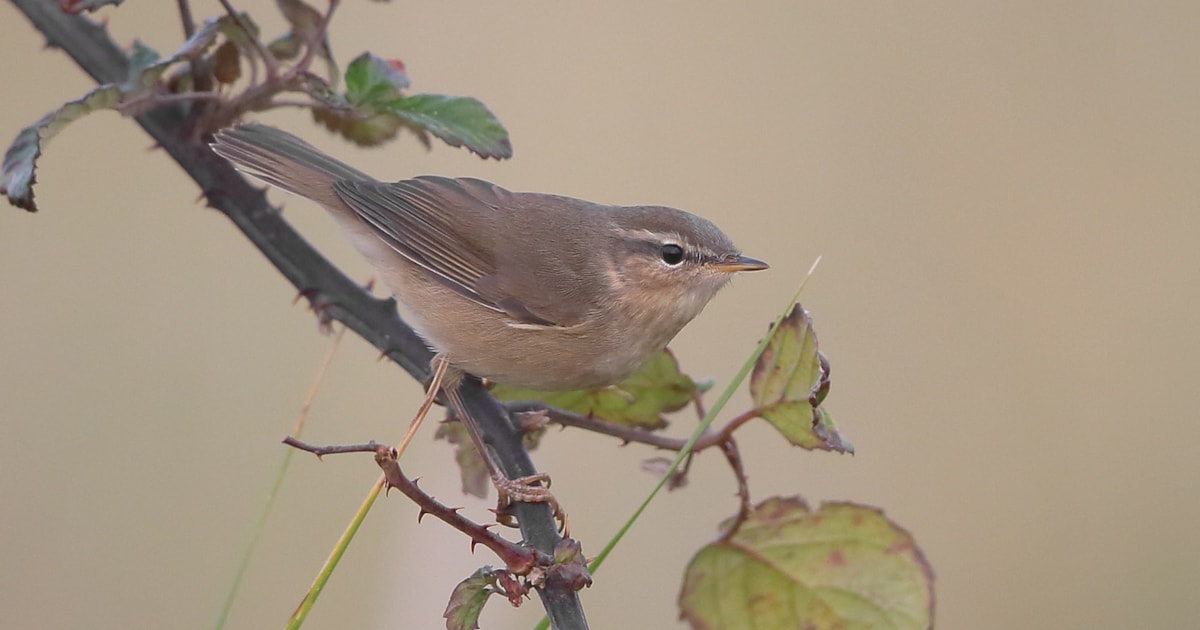 Radde's and Dusky Warblers and Siberian Chiffchaff photo ID guide - Vimarsana News