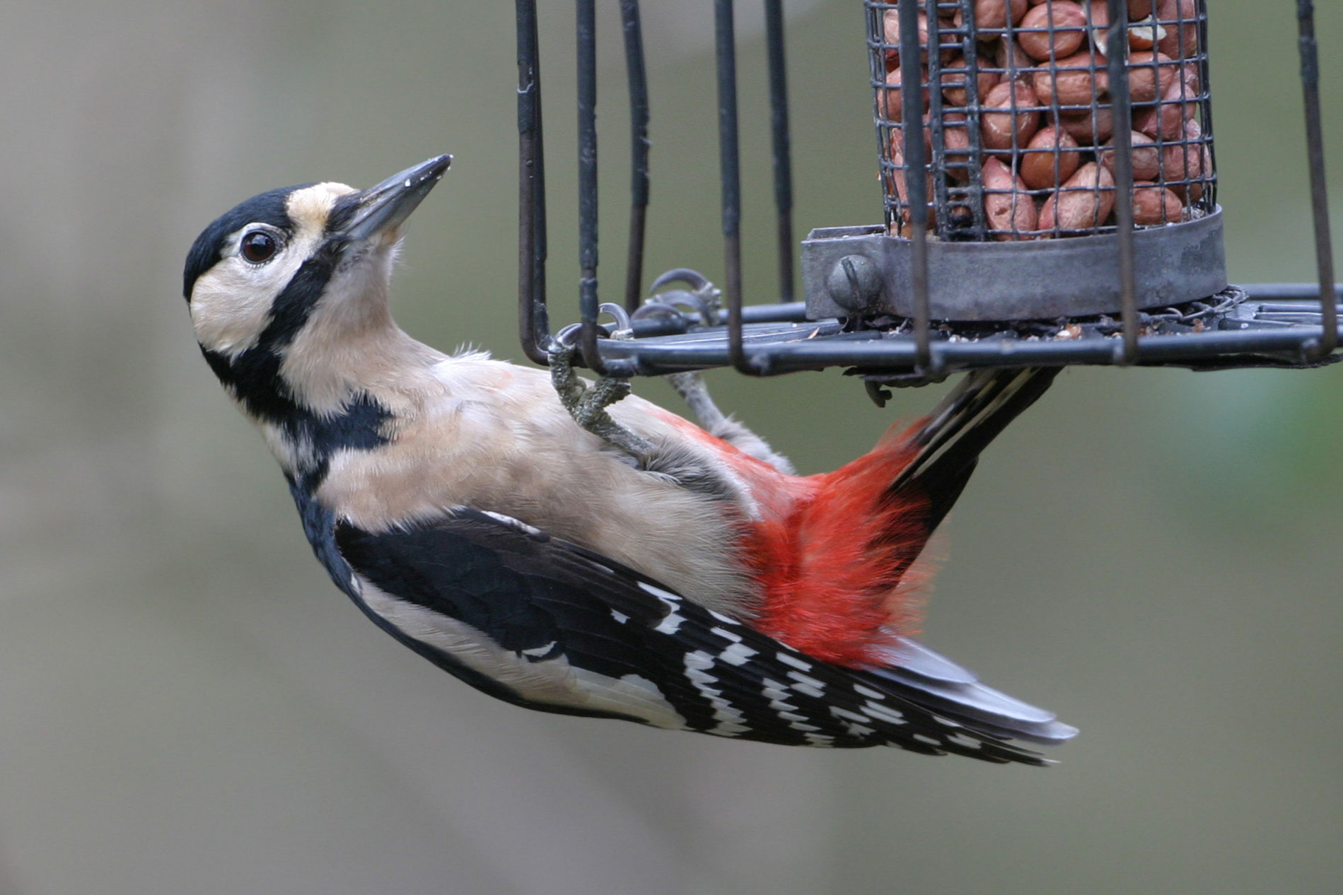 british birds for sale uk