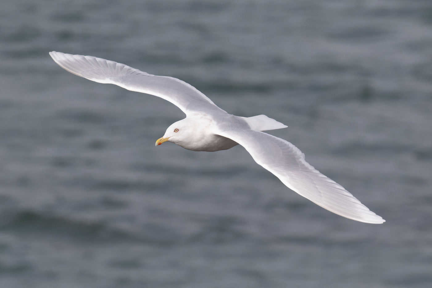Glaucous and Iceland Gulls photo ID guide BirdGuides