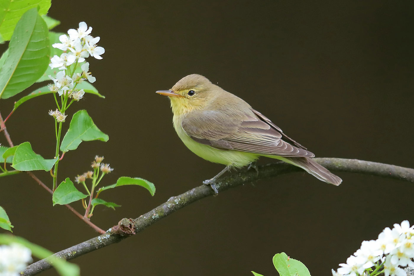 Icterine and Melodious Warblers photo ID guide BirdGuides