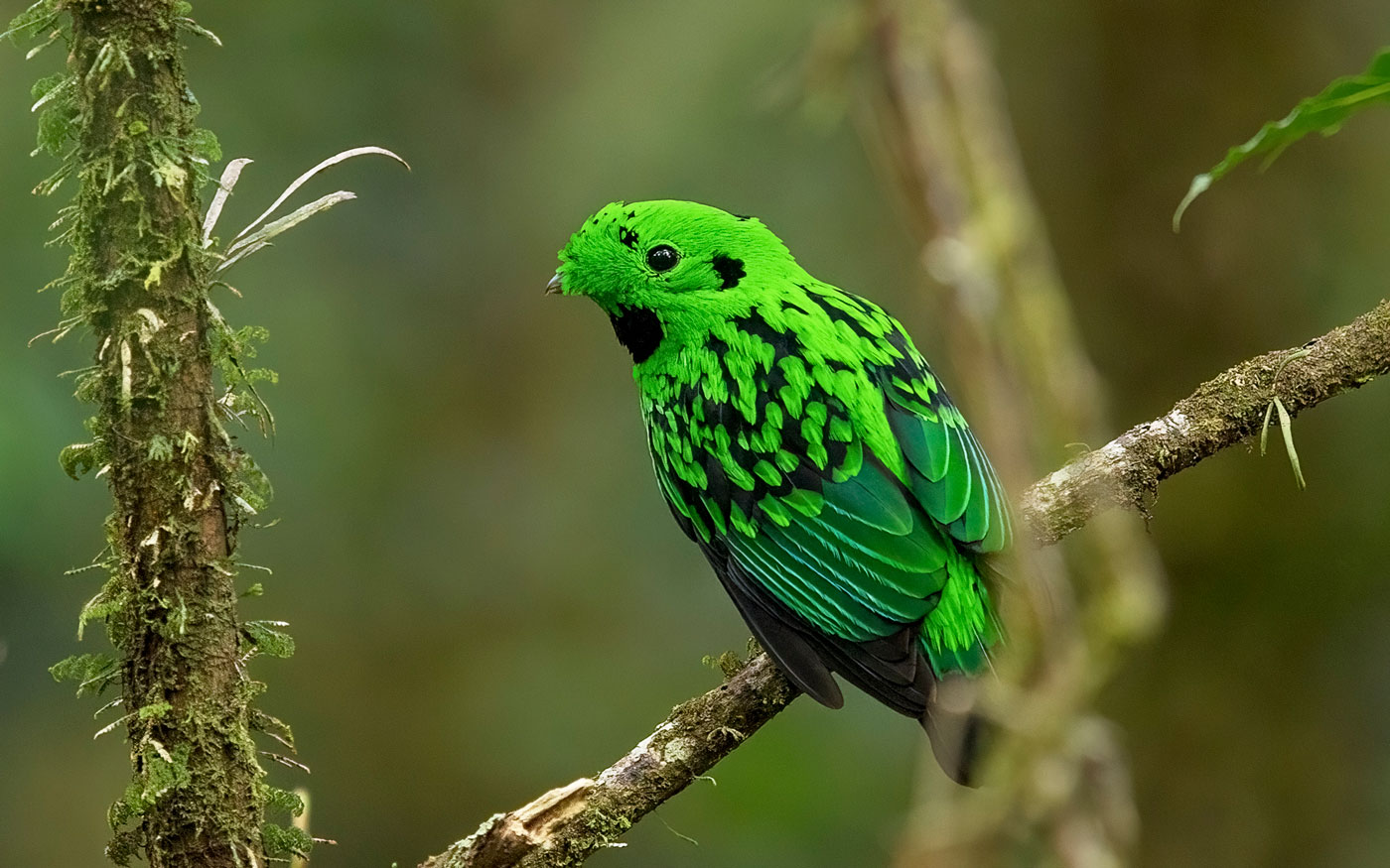 Feel Sabah through birding - BirdGuides