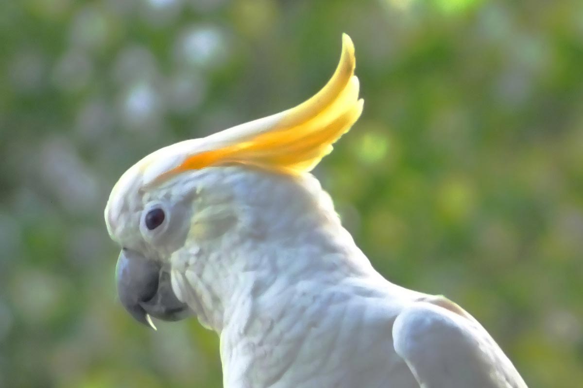 yellow crested cockatoo yellow crested cockatoo