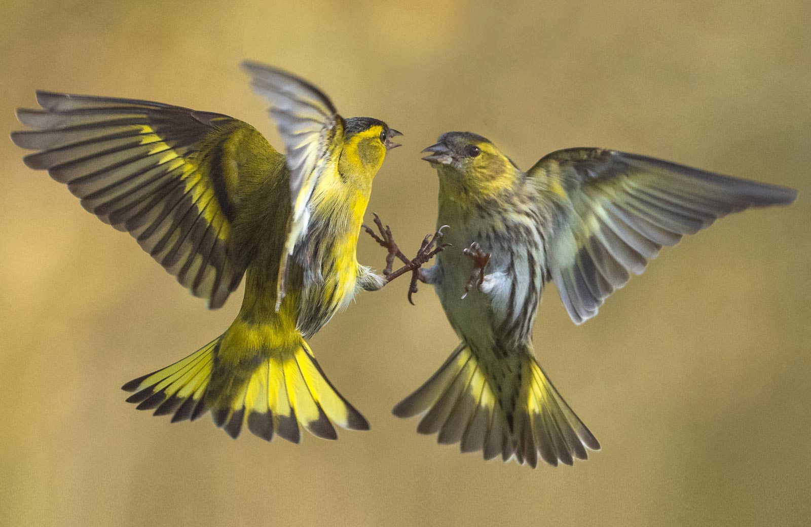 Eurasian Siskin, European Serin and Citril Finch photo ID guide