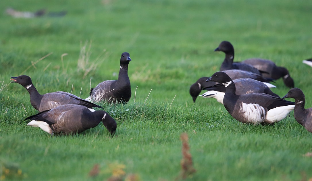birdguides photo of the week
