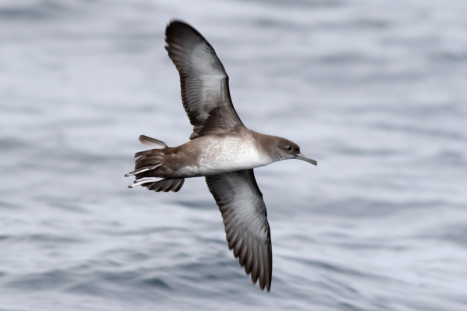Great and Cory's Shearwater photo ID guide BirdGuides